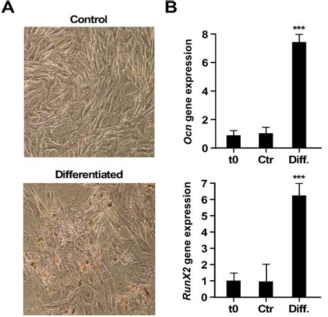 Osteogenic Differentiation A Alizarin Red Staining 10x Upper Row Download Scientific