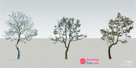 chinese tree sketchup  enscape   skp models