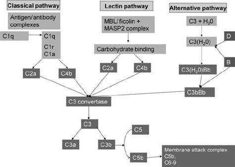 Complement Activation Pathways The Classical Lectin And Alternative