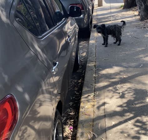 Vero G On Twitter RT HELA MORE Este Perrito Andaba Por La Calle De