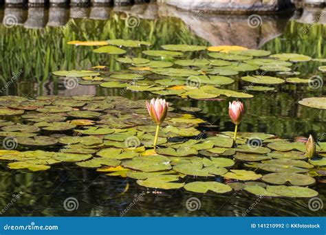 Water Lily in Koi pond stock photo. Image of waterlilly - 141210992