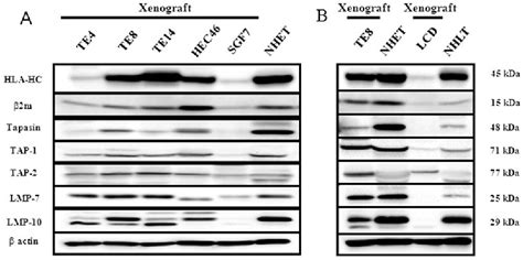 Figure 1 From Down Regulation Of Human Leukocyte Antigen Class I Heavy