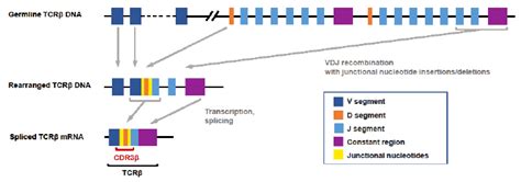 Diagnostics Free Full Text Utility Of Bulk T Cell Receptor