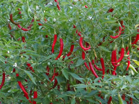 Thai Hot Chilli Asia Seeds