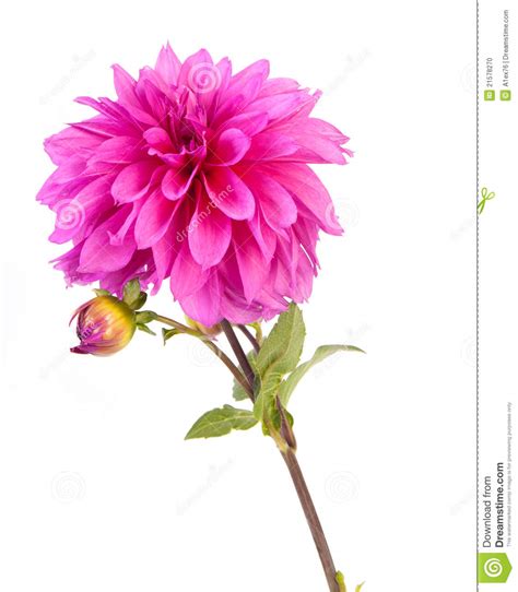 Dahlia clipart, Download Dahlia clipart for free 2019