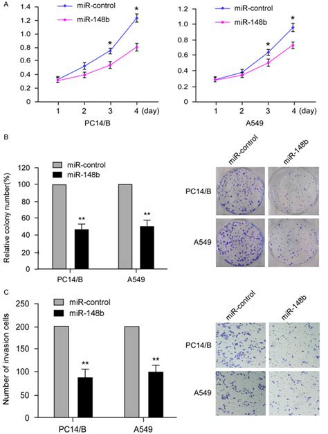 Mir 148b Induced Growth Inhibition And Inhibited Migration Of Nsclc