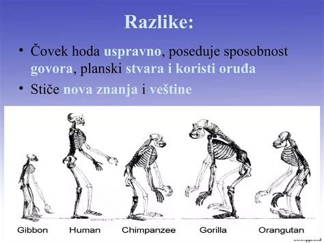 Poreklo i istorijski razvoj čoveka PPT