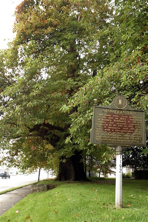 Owensboro’s Sassafras Tree – Owensboro-Daviess County Convention & Visitors Bureau