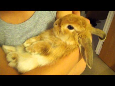 Miniature Lop Eared Bunny Qq Summer Getting Cuddled Youtube