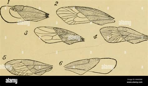 Elementary Entomology Fig 139 Fore Wings Of Heteroptera Showing