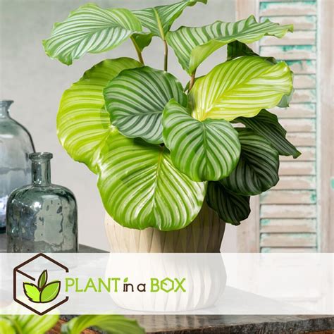 Calathea Orbifolia Set De 2 Plante Paon Pot 21cm Hauteur 55