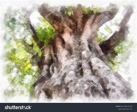 Trunk Large Banyan Tree Watercolor Style Stock Illustration 2083135762 ...