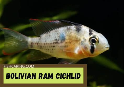 Ram Cichlid Types: The List Of Popular Ram Cichlid Species