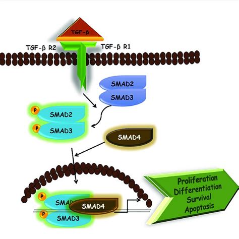 Schematic Representation Of Tgf B Signaling Pathway Download Scientific Diagram