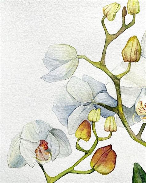 Pin By Lynne Rosenthal On Botanicals In Watercolor Flower Art