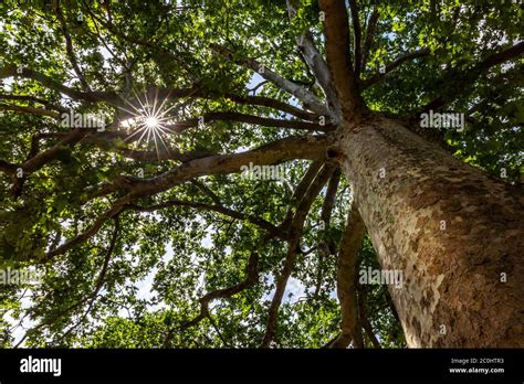 Arbre Remarquable Banque De Photographies Et Dimages à Haute