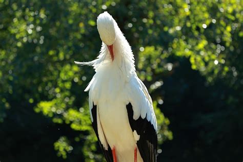 Storch Federn Gefieder Kostenloses Foto Auf Pixabay Pixabay