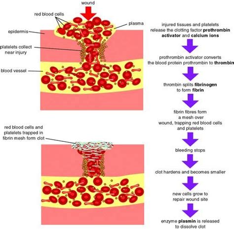 Blood Flow Through The Heart And Clotting Process Flashcards Quizlet