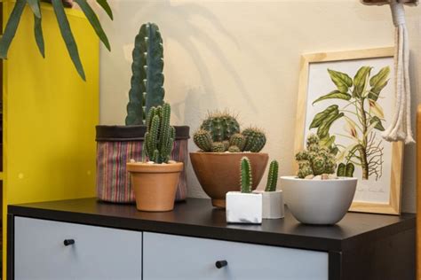 Ideias para usar o cactos na decoração uma planta versátil