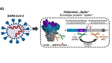 Activation Sequence Of The Sars Cov 2 Spike Protein Unveiled Technology Networks