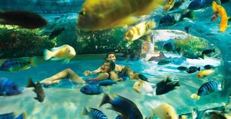 Orlando: Aquatica Water Park Admission Ticket | GetYourGuide