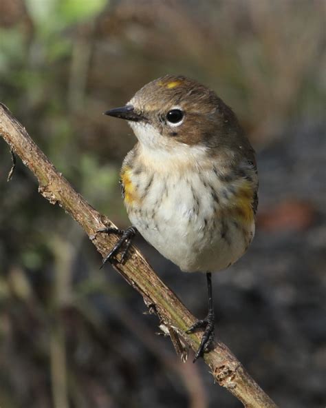 Yellow Rumped Warbler Myrtle Birdspix