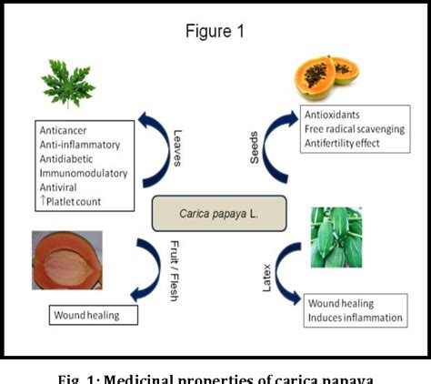 Figure 1 From Potential Medicinal Properties Of Carica Papaya Linn A