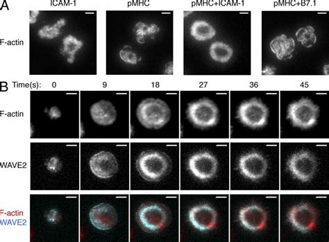 T Cells Form Stable F Actin Rings On Bilayers Containing Pmhc And