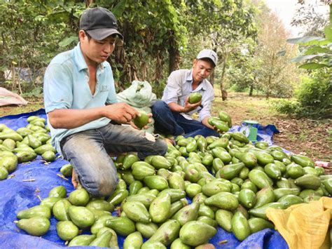 Nông dân kém vui vì mất mùa trái cây Báo Bà Rịa Vũng Tàu điện tử