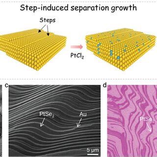 Robust Synthesis Of Largearea Ptse Microbelts By Stepinduced