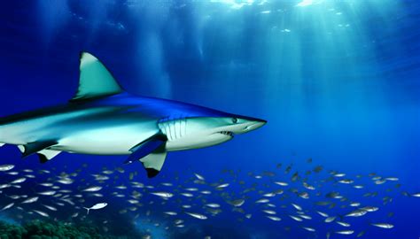 Unraveling the wonders of the shortfin mako: the fastest shark in the