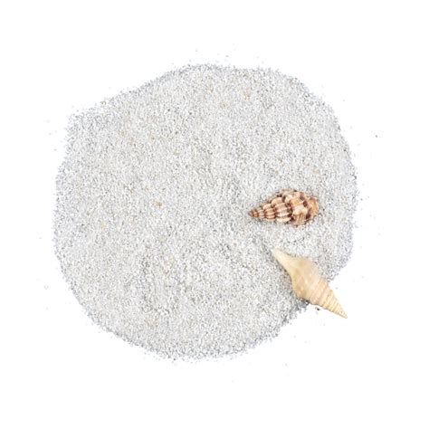 Conch Shell Outdoor Beach Natural Shell Beach Sand Biological Png