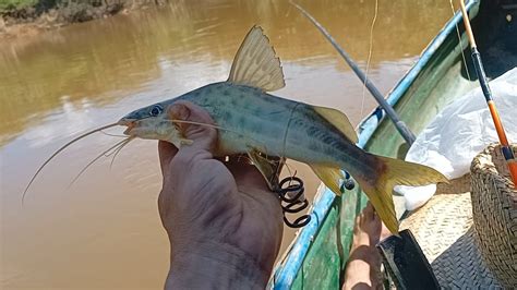 Pescaria De Mandi E Bagres No Rio Verde Em S O Louren O Pescando