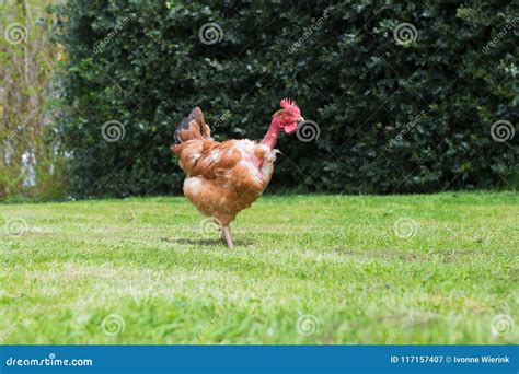 Naked Neck Chicken Stock Image Image Of Strange Range 117157407