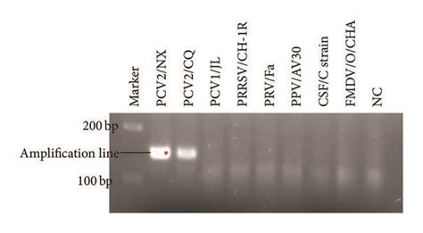 A Specificity Test Results Of PCV2 RPA LFD Assay Using Total DNA