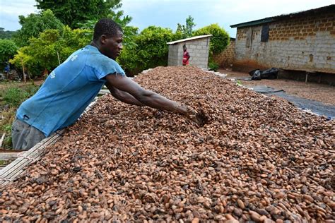 En C Te Divoire La Hausse Des Cours Du Cacao Ne Profite Pas Aux