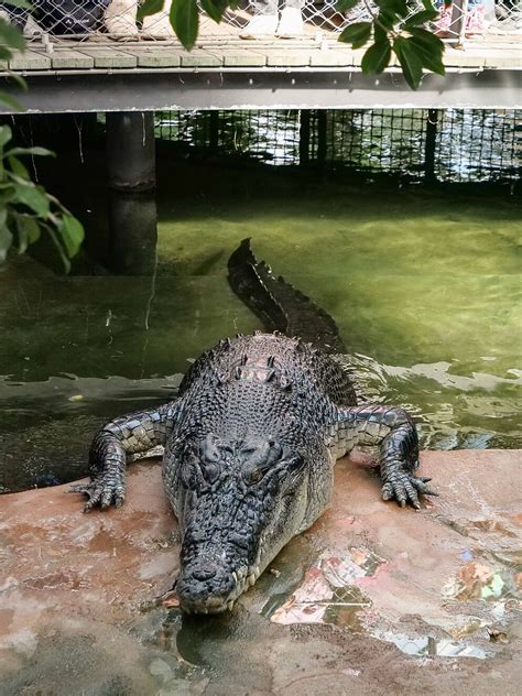 Wilhelma Kein Scherz Deutschlands Groesstes Krokodil Zeigt Sich