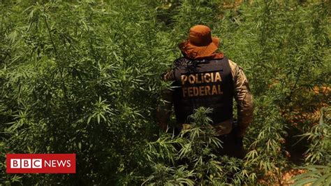 Por Que A Apreensão De Drogas é Recorde Em 2020 — E O Que Isso