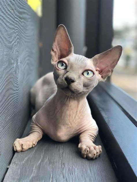 Hình ảnh dễ thương của mèo trọc lông bald cats cute Giúp bạn thư giãn