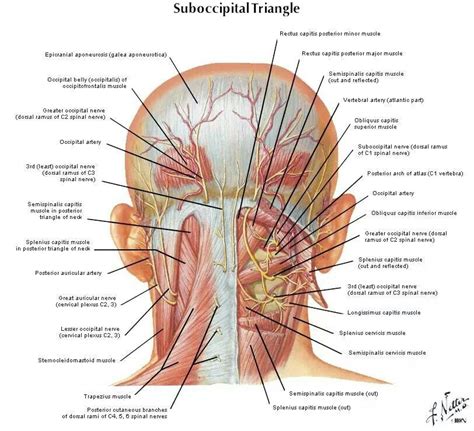 Anatomy Of The Head Postier View Dr Prepper Anatomy Back Pain