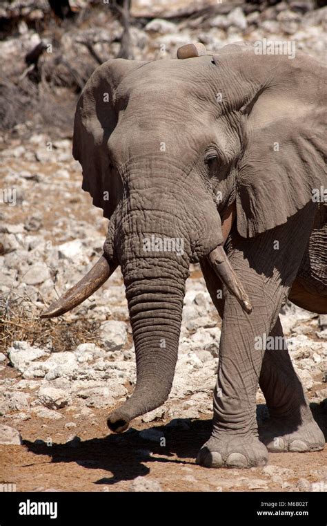 Big Elephant Male At Okaukuejo Waterhole Etosha National Park Namibia