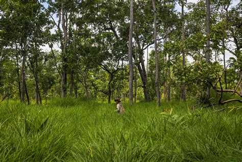 Politics of Extinction: On the trail of Cambodia’s kouprey - Southeast ...