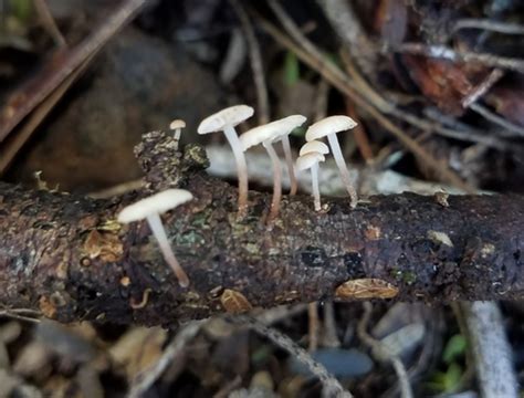 Marasmiellus Pacificus · Naturalista Colombia