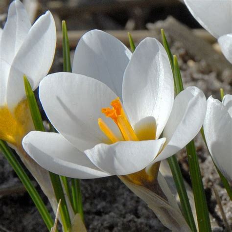 Crocus Chrysanthus Ard Schenk Krokus Fluwel Witte Bloemen