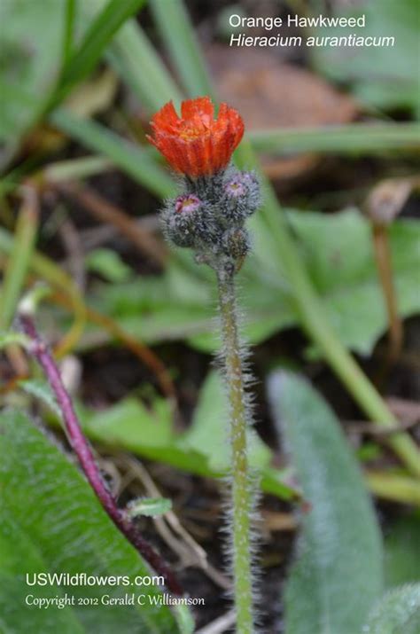 Orange Hawkweed Devils Paintbrush Hieracium Aurantiacum Wild