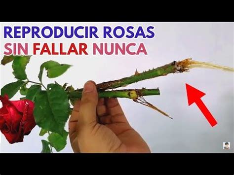 Reproducir Rosales Rosas Sin Fallar CHUYITO JARDINERO YouTube