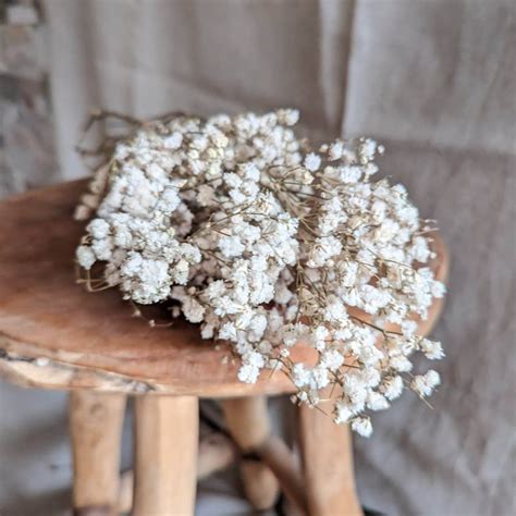 Gypsophile blanc Bouquet de fleurs séchées naturelles Isère