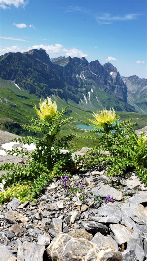 Beautiful Mountain Flower : r/WildflowerPower