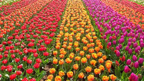 11 Cant Miss Flower Fields To Visit In Holland