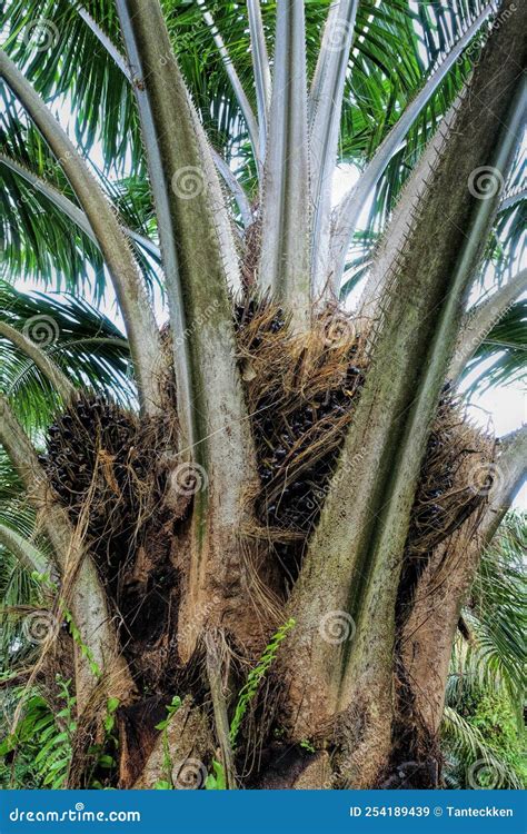 African Oil Palm Elaeis Guineensis Oil Palm Originates From West